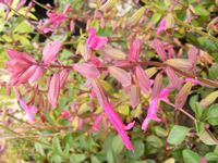 Salvia chiapensis